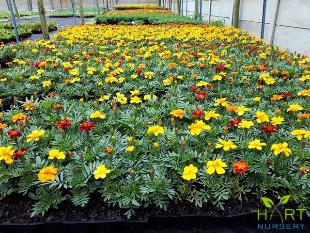 flower-seedlings